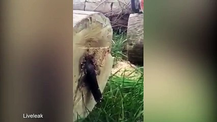 Man gets a snake shaped surprise when he cuts down a tree!