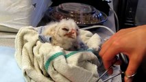 Baby Barred Owl eats first meal in rehab