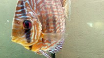 discus malade
