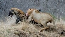 Lions tuent Hyène