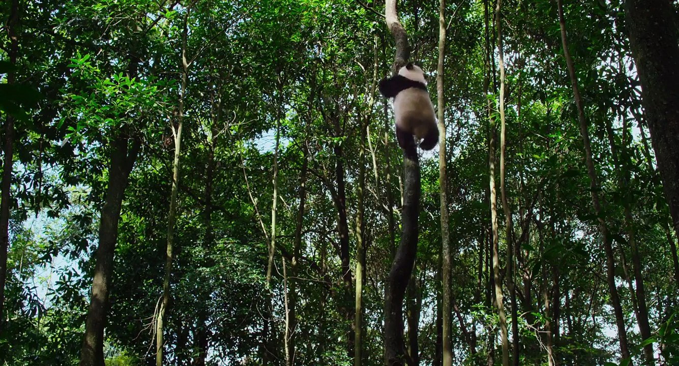 Born in China Official Trailer #2 (2017) - Disneynature