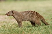 Slender Mongoose Interaction With Puff Adder (Black  White)