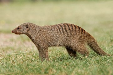 Slender Mongoose Interaction With Puff Adder (Black  White)