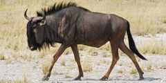 These Wildebeest Are Totally Lost And Confused