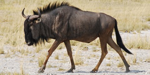 These Wildebeest Are Totally Lost And Confused