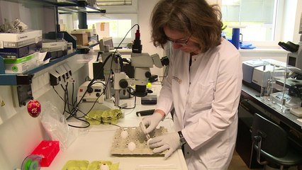 Alternative zum Kükenschreddern gesucht