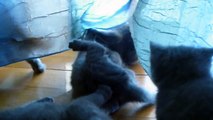 Our 5 British Shorthair kittens playing...