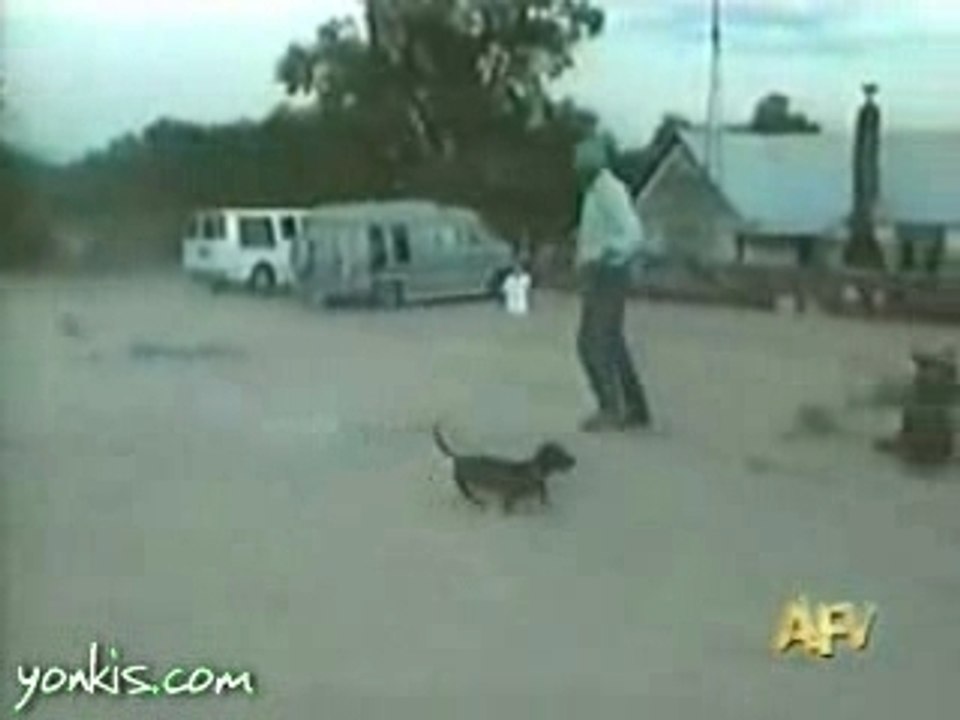 Feu-artifice-chien