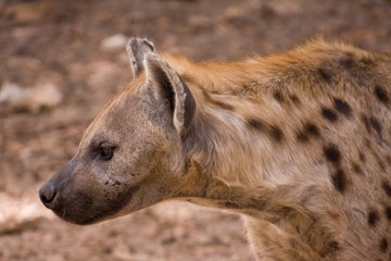 Honey Badger Stands Up To Spotted Hyena And Wins