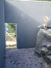 Snow Leopard Jumps on Walls