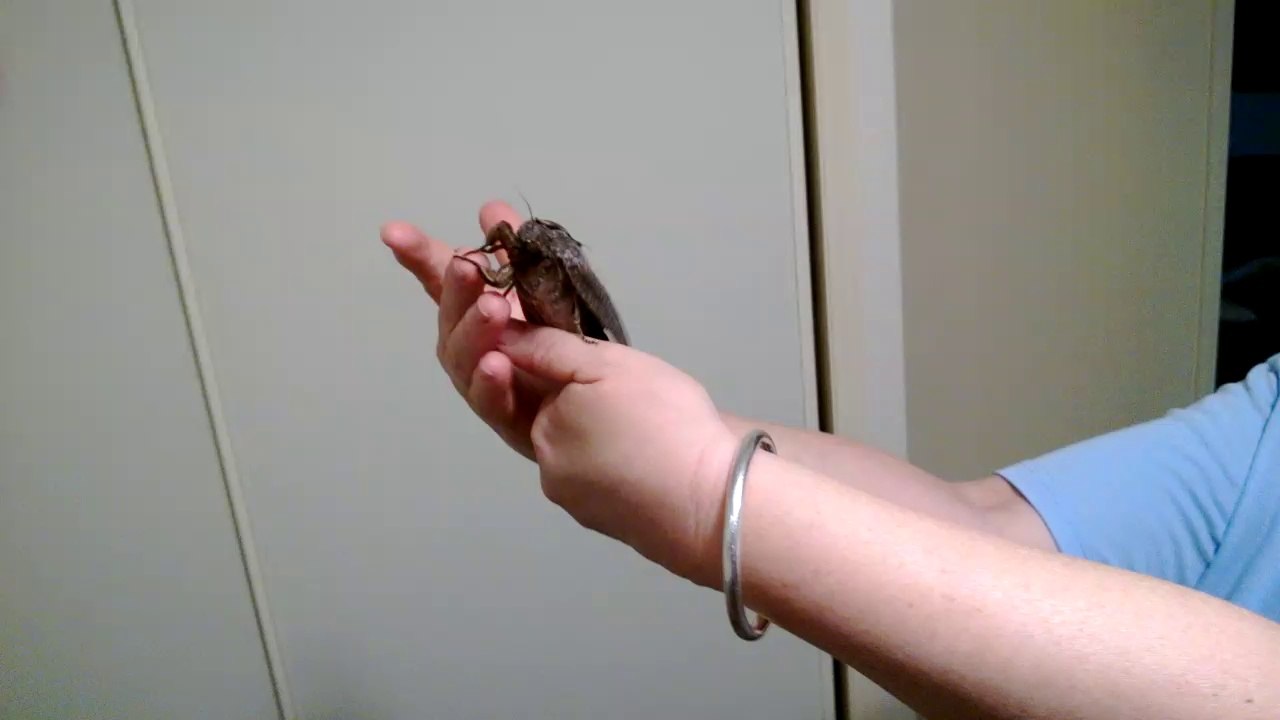 Giant Moth