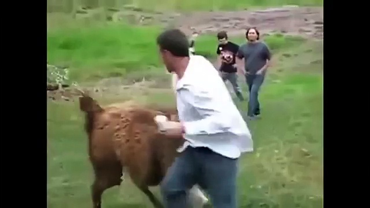 Funny Animals 2016