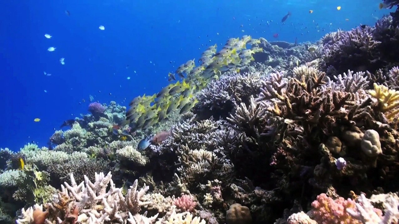 Message de Ségolène Royal diffusé lors de l'événement "Finance et Climat" aux Nations Unies