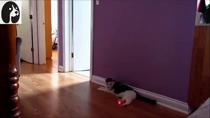 【猫おもしろ】おもしろ猫VSレーザーポインター動画集　～可愛い猫たちまとめ～