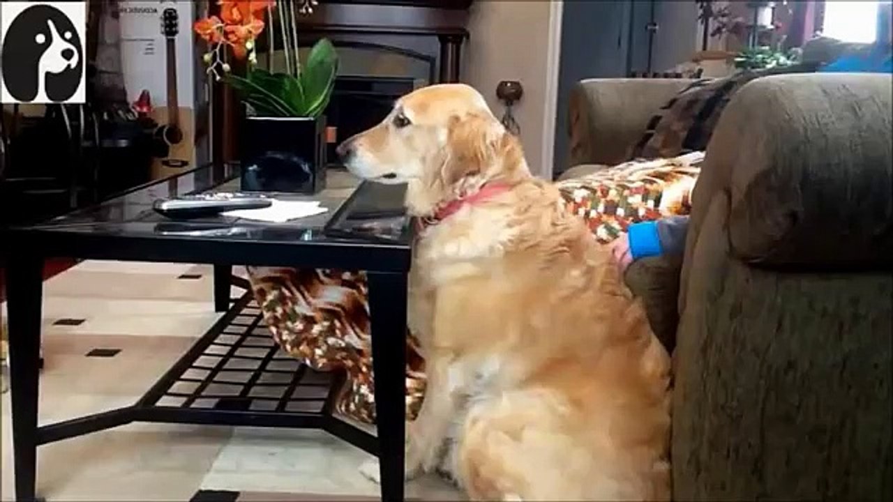 【犬猫おもしろ】『お風呂・水浴びを嫌がる犬や猫たちの動画集！』　～おもしろ可愛い犬と猫～