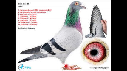 BOLT  The most expensive Racing Pigeon in the World $ 400 000.- Dollars