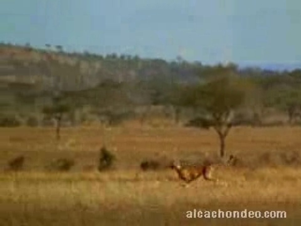 Pub-animal1