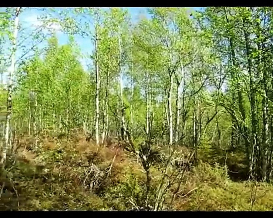 Игорь Растеряев - Георгиевская ленточка