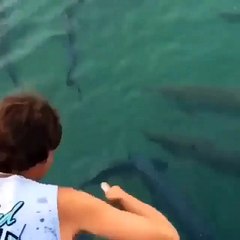 Un énorme Tarpon (poisson) avale le bras d'un homme