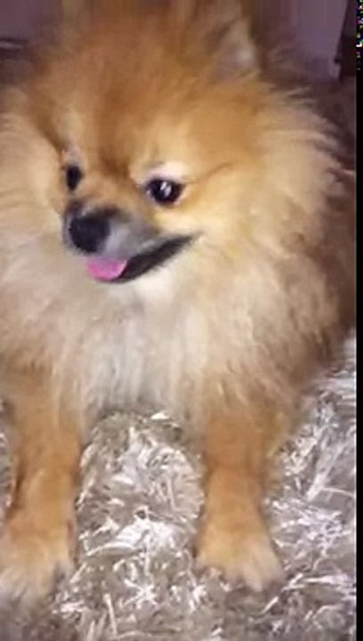 Pomeranian Boy Djuny❤️