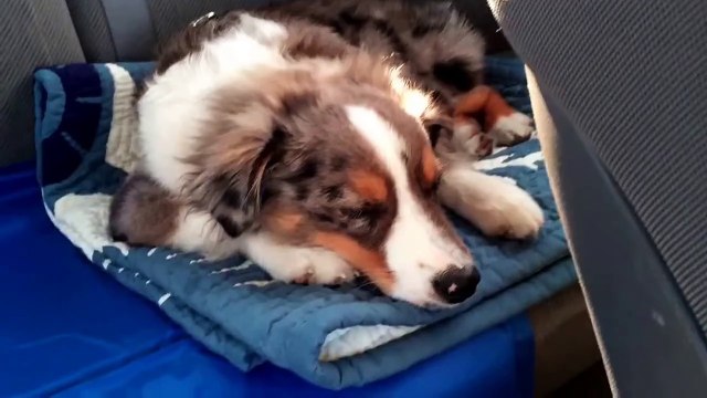 On met sa chanson préférée pendant quil dort Sa réaction est trop mignonne - vidéo Dailymotion