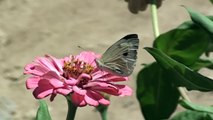 Butterfly and Bee on a Flower (Slow Motion)