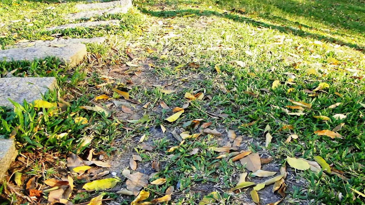 THU VÀNG  ( VÔ THƯỜNG )