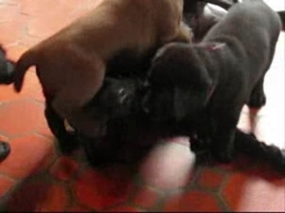 Chiots diversion