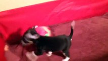 Video of adoptable pet named Bonnie in Texarkana Texas