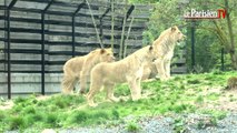 Les lionceaux du parc zoologique de Paris fêtent leur premier anniversaire