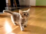 Voici Le Plus Petit Chat Sauvage Du Monde Et Il Est Beaucoup