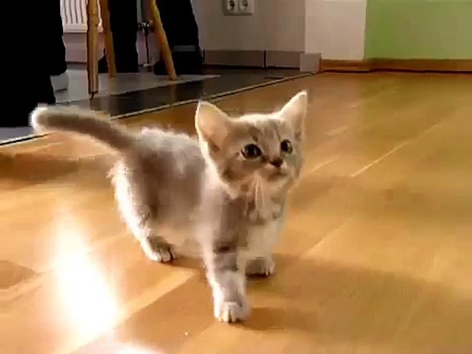 Un chat très bavard! Petit chat trop mignon!