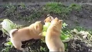 Cute Puppies eating
