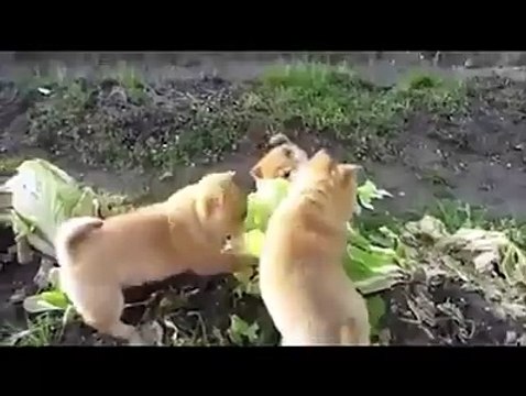 Cute Puppies eating