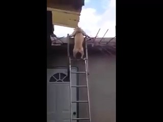 Very Genius Dog like human