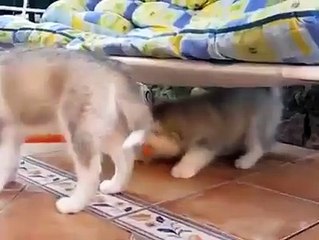 Wow They are looking beautiful