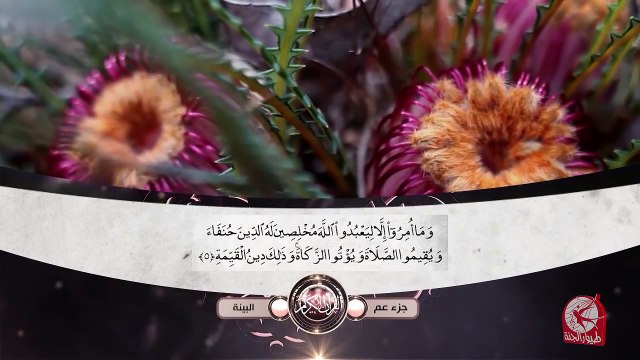 سورة البيّنة - جزء عم | طيور الجنة