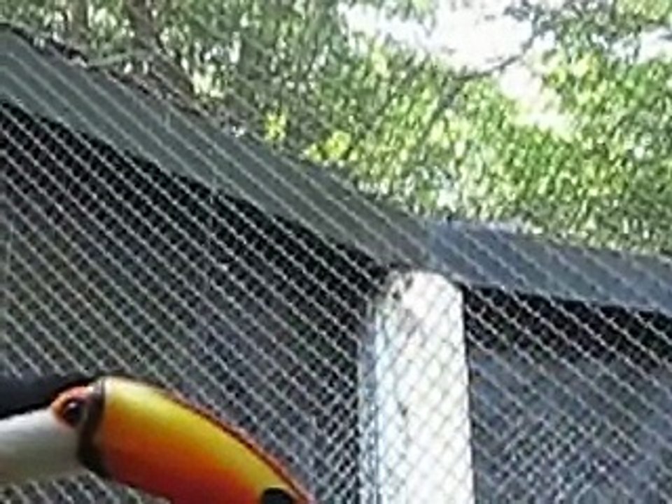 Aves Vitimas do contrabando na América do Sul.