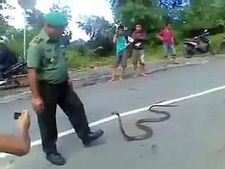 Tentara Pemberani (Bermain Dengan Ular Cobra)