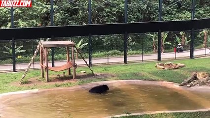 Sauvé d'une ferme à bile, un ours saute de joie en retrouvant sa liberté.