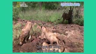 Lion Attack Hippo And Die - Incredible Animal Attack - Wild Animals Attack - Video HD