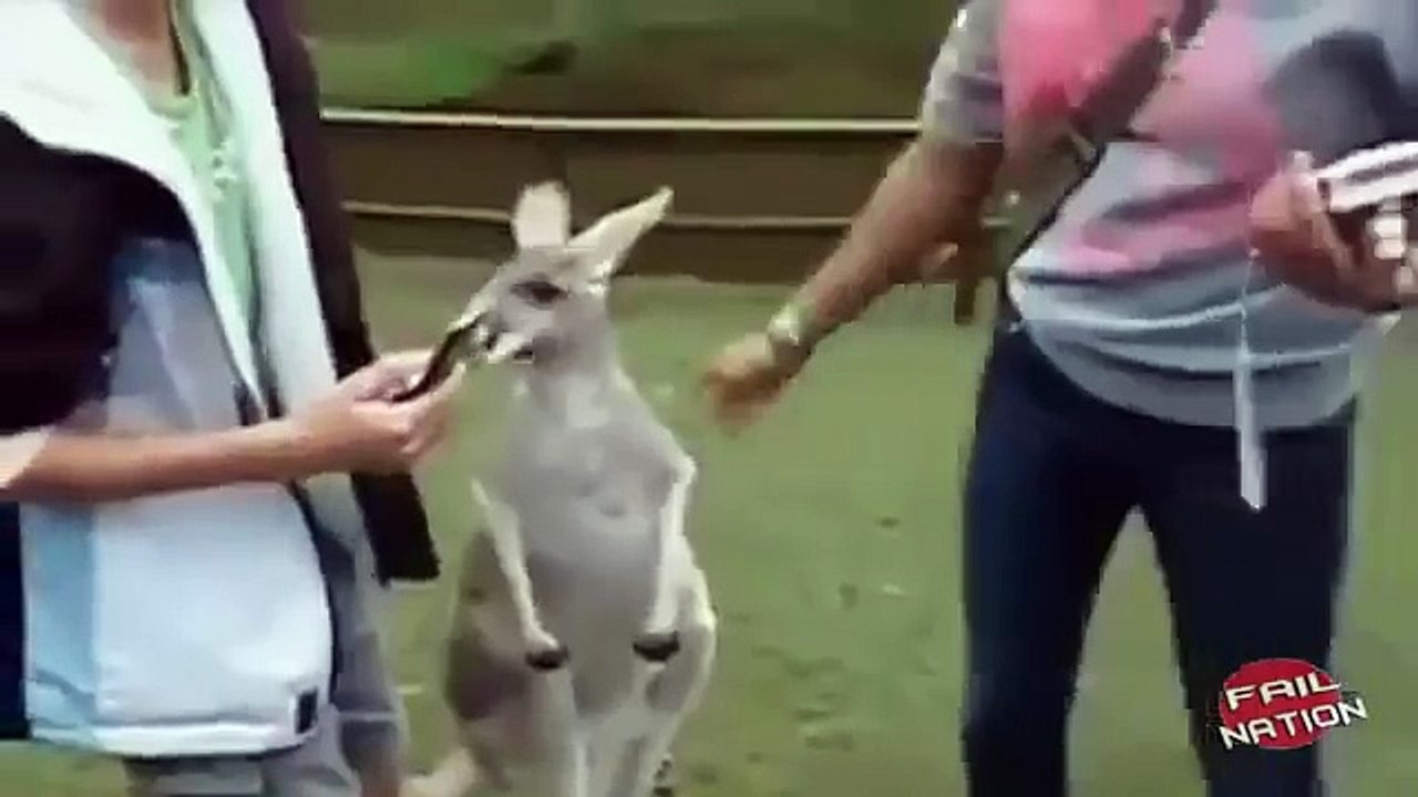 amazing ... when animals attack   .. funny