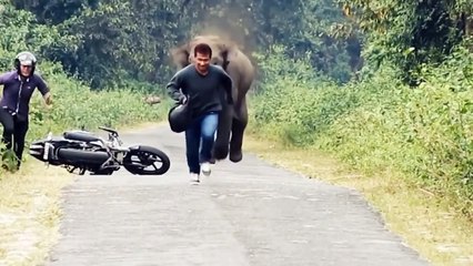 Extreme Animal Attacks Compilation 2016 HD