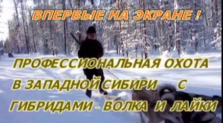 Professional hunting in Western Siberia with wolf-laika crosses. Film 3.  English