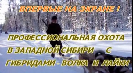 Фильм третий - «Профессиональная охота в западной Сибири с гибридами волка и лайки»