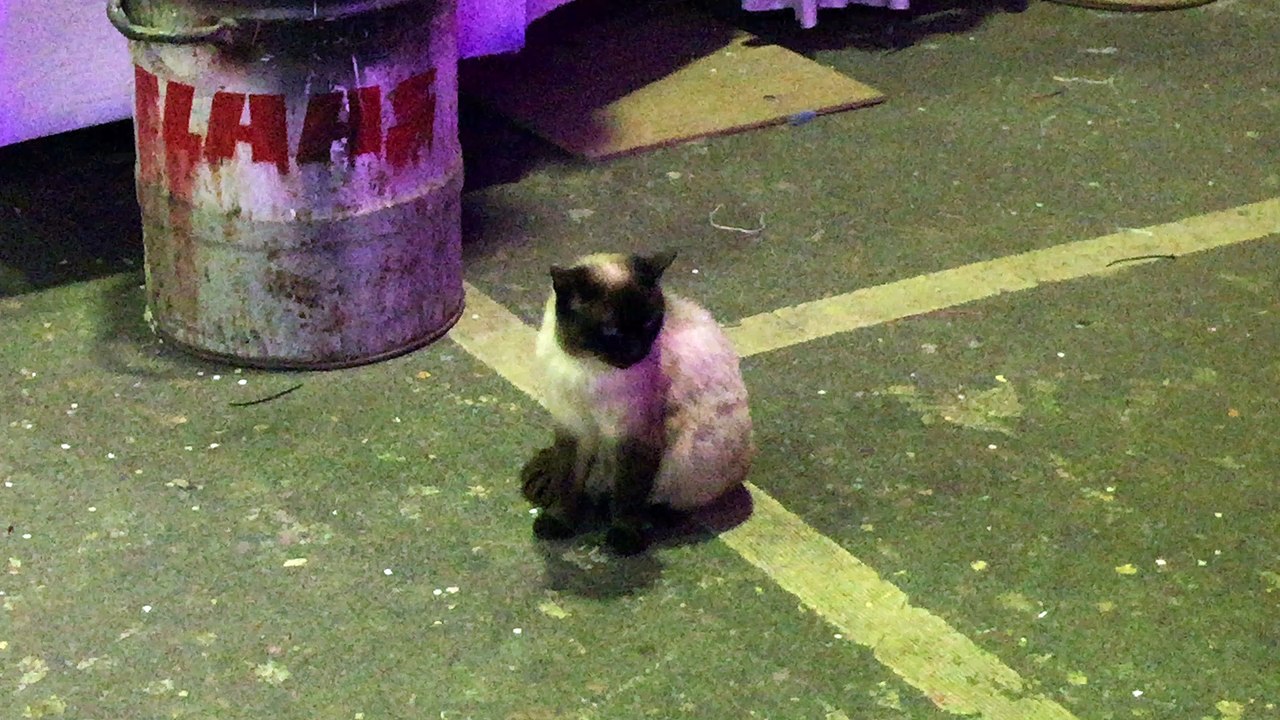 suite galopins de Dany 2016 ex