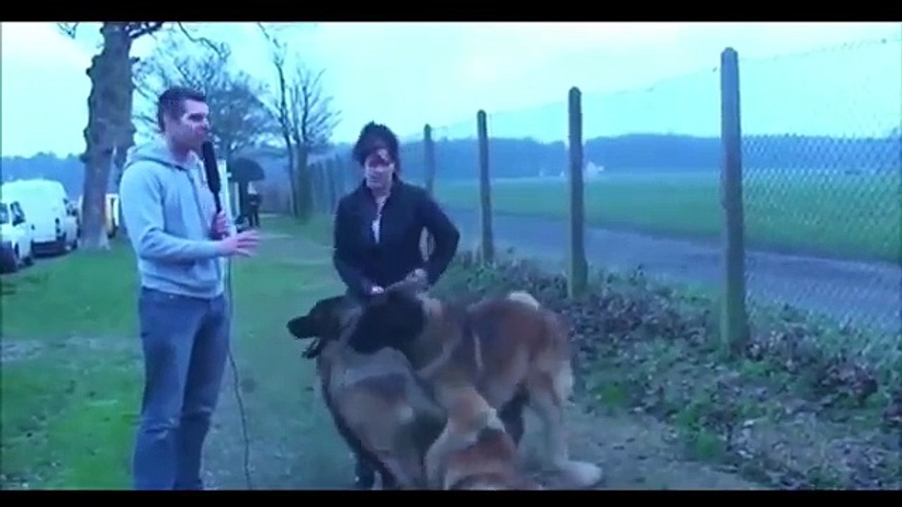 Funny Dogs Video Compilation 2016
