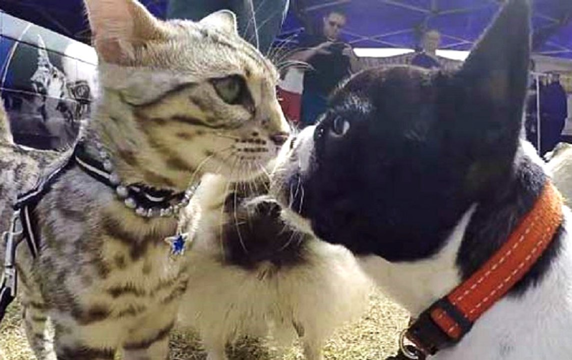 Kendini Köpek Sanan Kedi