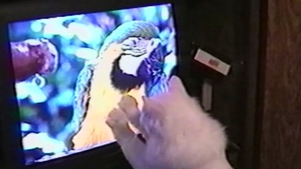 14 Animals Still Figuring Out Technology