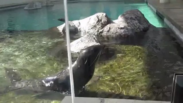 Flippant le cri de cette otarie... AAAAAAAAAAHHHHHHHHH